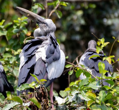 Asyalı açık gagalı bir leyleğin, yüzü ters dönmüş bir ağaçta otururken yakın plan çekimi.