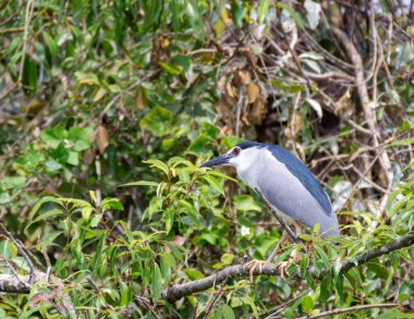 Gece kuşunun kapanışı bir kuş barınağında ağaçta oturan balıkçıl