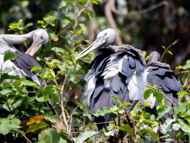 Asyalı açık gagalı bir leyleğin, yüzü ters dönmüş bir ağaçta otururken yakın plan çekimi.