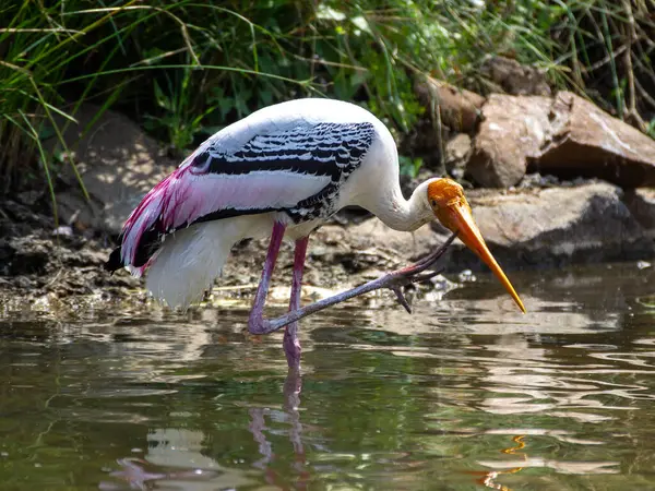 Nehirde oturmuş kulağını kaşıyan boyalı bir leyleği yakından çek.