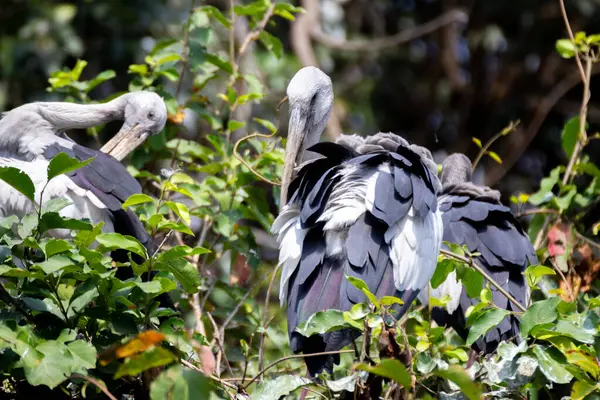 Asyalı açık gagalı bir leyleğin, yüzü ters dönmüş bir ağaçta otururken yakın plan çekimi.