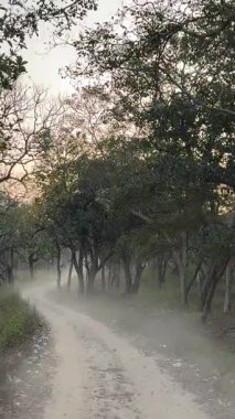 Safaride yakalanan bir ormanın güzel manzarası..