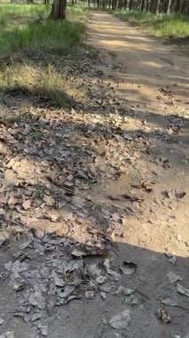 Safaride yakalanan bir ormanın güzel manzarası..