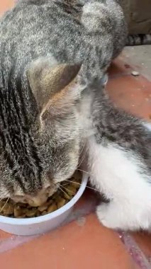 Anne kedi, yavru kedileriyle terasta kuru yiyecekler yiyor.