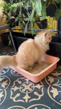 Kedi sepetine işiyor.