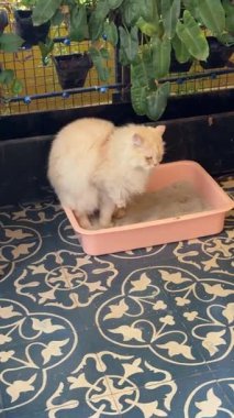 Cat shitting in it's litter tray
