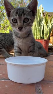 Sokak kedisi su içiyor ve kameraya bakıyor.