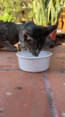 Şirin sokak kedisi içme suyu.