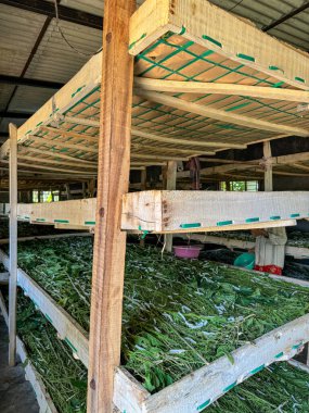 Taze dut yapraklarıyla beslenen ipek böcekleri.