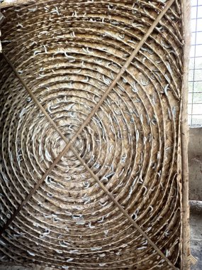 İpek böcekleri Bambu Spiral Çerçevesinde İpek İpek İpek Döndürme Çiftliğinde