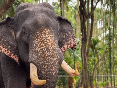 Dişleri olan bir filin yakın çekim görüntüsü.