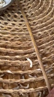 İnsanların İpek Böcekleri 'nin İpek İpek Dönen İpek' i Bambu Spiral Çerçevesine Serikültür Çiftliği 'ne koymasını yakından izle