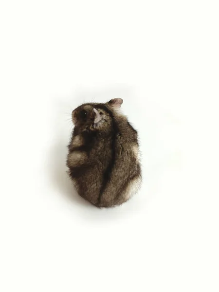 Pequeno Hamster Senta Chão — Fotografia de Stock