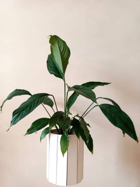 Genç bir çaydanlık yeşil spathiphyllum