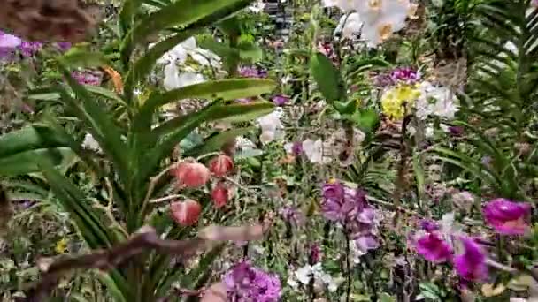 Takım Laboratuvarı Gezegenleri Suda Yürüdüğünüz Bir Müze Çiçeklerle Bir Olduğunuz — Stok video