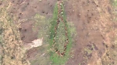 Stuart Highway Lubras Tennant Creek ve Mataranka Kuzey Avustralya arasında gözcülük yapıyor. Bilinen Aborjin Tarihi Şehir simgesi bir kadının buluşma yeri olma hikayesini tasvir ediyor. Yerli kadınlar, erkekleri sığırları mızraklarken orayı gözetlerdi..