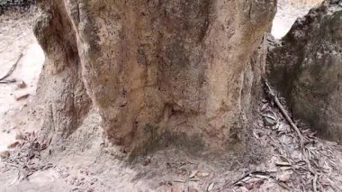 Katedral Termit Tepeleri. Litchfield Ulusal Parkı. Bu tümsek, bir ot yiyen termit kolonisi olan Nasutitermes triodiae 'ye ev sahipliği yapıyor. Yaklaşık 5 metre yüksekliğinde ve 50 yaşın üzerinde olabilir..