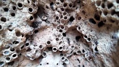 Katedral Termit Tepeleri. Litchfield Ulusal Parkı. Bu tümsek, bir ot yiyen termit kolonisi olan Nasutitermes triodiae 'ye ev sahipliği yapıyor. Yaklaşık 5 metre yüksekliğinde ve 50 yaşın üzerinde olabilir..