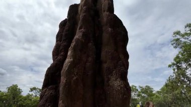Katedral Termit Tepeleri. Litchfield Ulusal Parkı. Bu tümsek, bir ot yiyen termit kolonisi olan Nasutitermes triodiae 'ye ev sahipliği yapıyor. Yaklaşık 5 metre yüksekliğinde ve 50 yaşın üzerinde olabilir..