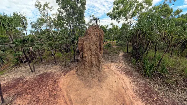 Katedral Termit Tepeleri. Litchfield Ulusal Parkı. Bu tümsek, bir ot yiyen termit kolonisi olan Nasutitermes triodiae 'ye ev sahipliği yapıyor. Yaklaşık 5 metre yüksekliğinde ve 50 yaşın üzerinde olabilir..