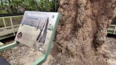 Katedral Termit Tepeleri. Litchfield Ulusal Parkı. Bu tümsek, bir ot yiyen termit kolonisi olan Nasutitermes triodiae 'ye ev sahipliği yapıyor. Yaklaşık 5 metre yüksekliğinde ve 50 yaşın üzerinde olabilir..