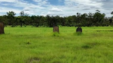 Litchfield Ulusal Parkı 'nda manyetik termit tepecikleri, Kuzey Bölgesi, Avustralya. Manyetik termit tepecikleri yaklaşık iki metre yüksekliğe ulaşabilir. Tümsekler Litchfield Park Yolu 'ndaki ulaşılabilir tahta kaldırımlardan görülebilir.. 