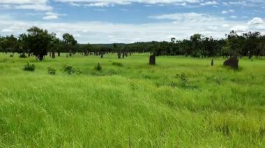 Litchfield Ulusal Parkı 'nda manyetik termit tepecikleri, Kuzey Bölgesi, Avustralya. Manyetik termit tepecikleri yaklaşık iki metre yüksekliğe ulaşabilir. Tümsekler Litchfield Park Yolu 'ndaki ulaşılabilir tahta kaldırımlardan görülebilir.. 