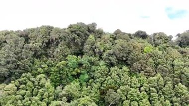Springbrook Ulusal Parkı, Queensland, Avustralya 'dan, Yağmur Ormanları' nın En İyisi 'nin hava görüntüsü. Göz kamaştırıcı manzaralar, güzel ağaçlar yağmur ormanlarında kısa bir yürüyüş.