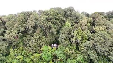 Springbrook Ulusal Parkı, Queensland, Avustralya 'dan, Yağmur Ormanları' nın En İyisi 'nin hava görüntüsü. Göz kamaştırıcı manzaralar, güzel ağaçlar yağmur ormanlarında kısa bir yürüyüş.