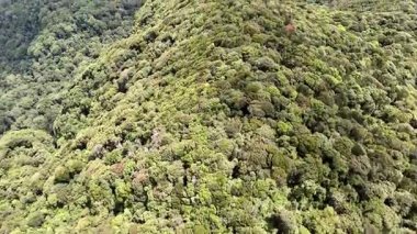 Springbrook Ulusal Parkı, Queensland, Avustralya 'dan, Yağmur Ormanları' nın En İyisi 'nin hava görüntüsü. Göz kamaştırıcı manzaralar, güzel ağaçlar yağmur ormanlarında kısa bir yürüyüş.