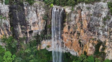 Purling Brook Falls, Springbrook Ulusal Parkı, Queensland, Avustralya, aşağı doğru çağlayan bir şelale, gelişen yeşil ormanlar ve engebeli, doğal kayalık arazi içine yerleşmiş. Yumuşak sis ve canlı çevre doğanın dinginliğini vurgular.