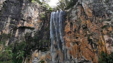 Purling Brook Falls, Springbrook Ulusal Parkı, Queensland, Avustralya, aşağı doğru çağlayan bir şelale, gelişen yeşil ormanlar ve engebeli, doğal kayalık arazi içine yerleşmiş. Yumuşak sis ve canlı çevre doğanın dinginliğini vurgular.