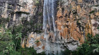 Purling Brook Falls, Springbrook Ulusal Parkı, Queensland, Avustralya, aşağı doğru çağlayan bir şelale, gelişen yeşil ormanlar ve engebeli, doğal kayalık arazi içine yerleşmiş. Yumuşak sis ve canlı çevre doğanın dinginliğini vurgular.