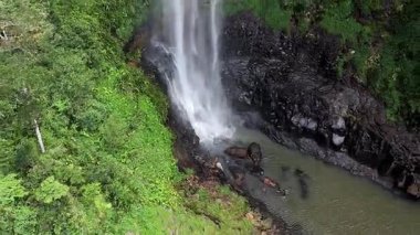 Purling Brook Falls, Springbrook Ulusal Parkı, Queensland, Avustralya, çağlayan çağlayanlar, gelişen yeşil ormanlar ve engebeli, doğal kayalık araziler. Yumuşak sis ve canlı çevre doğanın dinginliğini vurgular