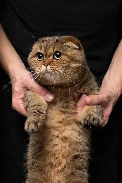 Retrato Gato Jengibre Británico Plegado Sorprendido Mirando Hacia Adelante Manos —  Fotos de Stock