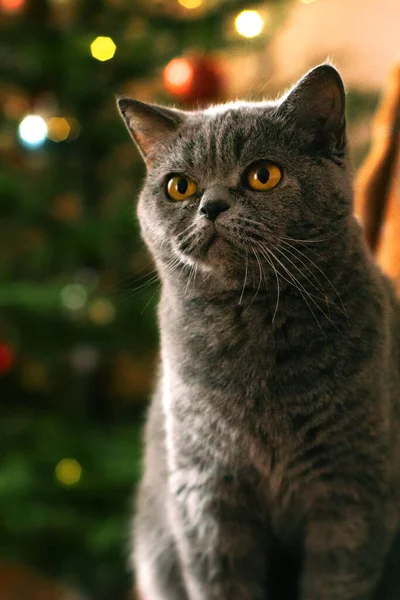 Gri Skoç Evcil Kedi Portresi Sarı Gözlü Bulanık Noel Yeşil — Stok fotoğraf
