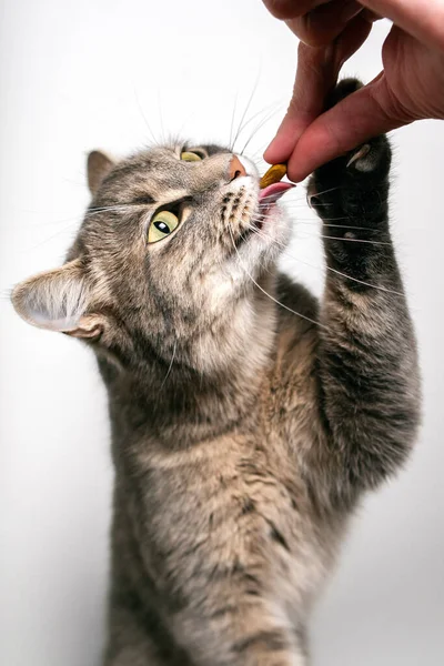 Retrato Gato Doméstico Tabby Cinza American Shorthair Comer Alimentos Secos — Fotografia de Stock