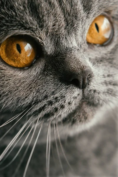 Портрет Сірого Вітчизняного Шотландського Прямого Кота Жовтими Очима Дивляться Камерою — стокове фото