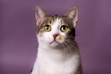 Mor arka planda, beyaz benekli bir kedinin portresi, kameraya bakıyor, merkezde, stüdyo ışığı, izole et, yapıştır