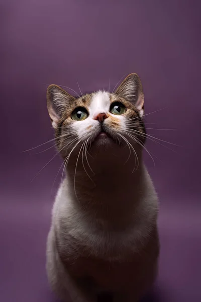 Retrato Gato Blanco Doméstico Manchado Sobre Fondo Púrpura Mirando Hacia — Foto de Stock