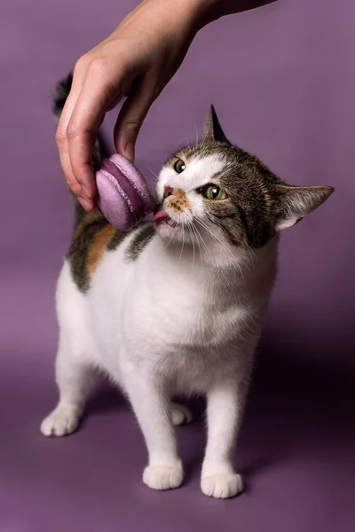 Бытовая Пятнистая Кошка Лижет Фиолетовый Макарон Руки Владельца Фиолетовом Фоне — стоковое фото