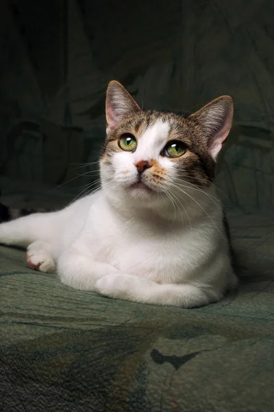 Портрет Домашньої Білої Плямистої Кішки Лежить Зелено Сірому Тлі Дивлячись — стокове фото
