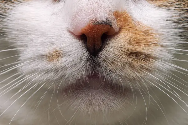 猫のボディ部分 動物のウィスカー ピンクの鼻 白い毛皮 スポット スタジオライト マクロのクローズアップ写真 — ストック写真