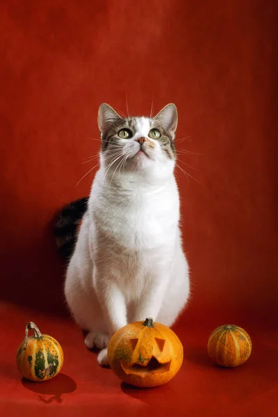 Portret Domowego Białego Kota Plamce Trzema Dyniami Halloween Pomarańczowym Tle — Zdjęcie stockowe