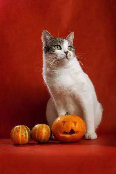 Portret Białej Kotki Siedzącej Trzema Dyniami Halloween Pomarańczowym Tle Światło — Zdjęcie stockowe