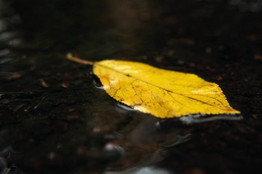 Islak asfaltta sarı bir yaprağın yakın çekimi, yağmurlu hava, sonbahar, tecrit, yapıştırma metni, kopyalama alanı