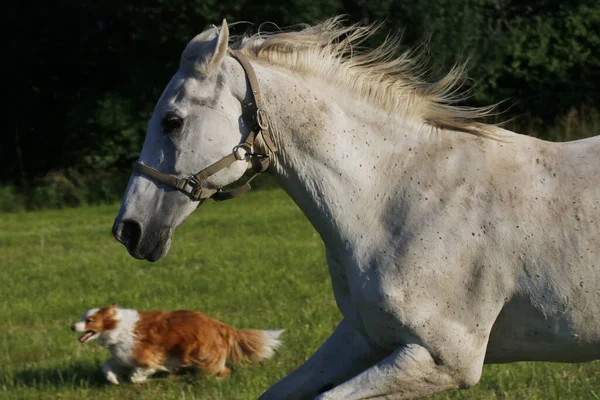 Bonito Cavalo Branco Jovem Cão — Fotografia de Stock