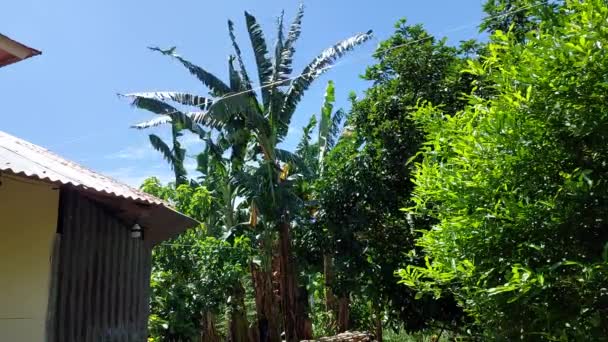 Дерева Біля Традиційного Будинку Підірваного Вітром Опівдні Тропіках — стокове відео