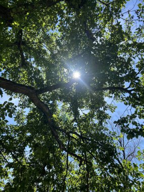 Kuzey Dakota 'da küçük bir şehirde ağaçların dallarında parlayan güneş.