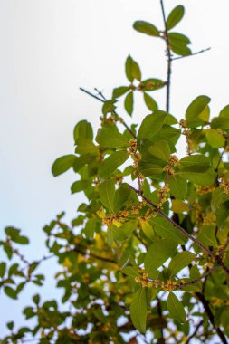 Bahçedeki ağaçta yeşil yapraklar